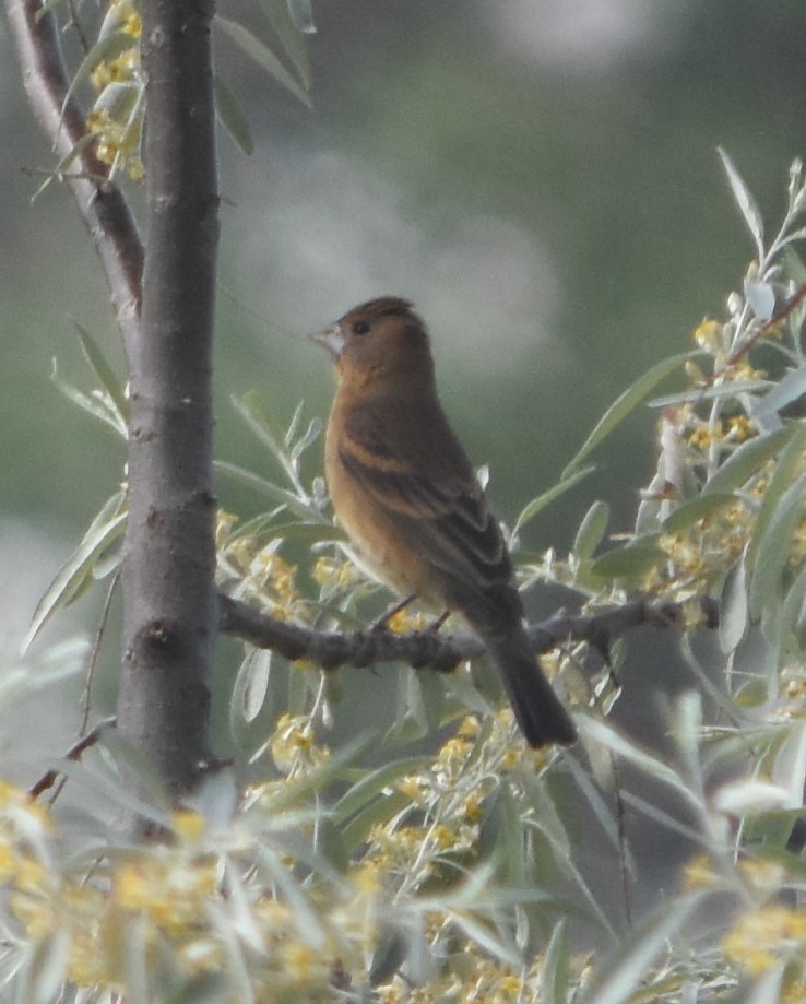 Blue Grosbeak - ML620269638