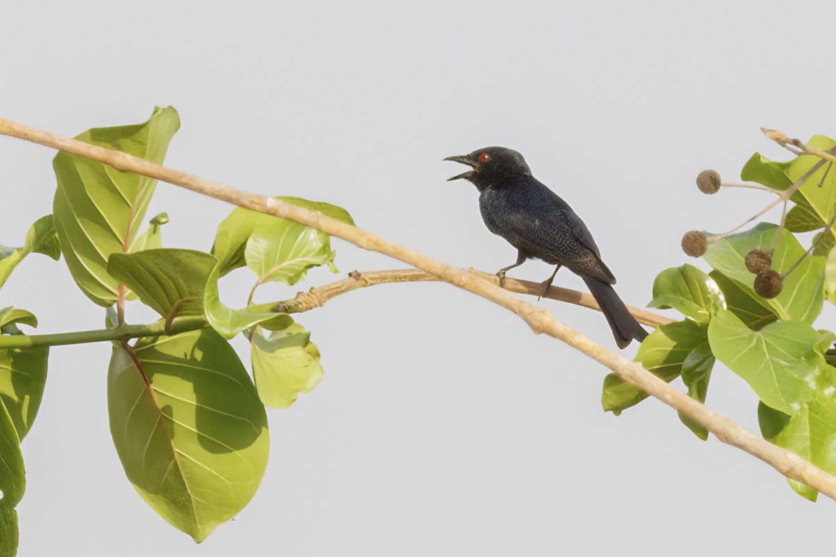 Fork-tailed Drongo (Glossy-backed) - ML620269639