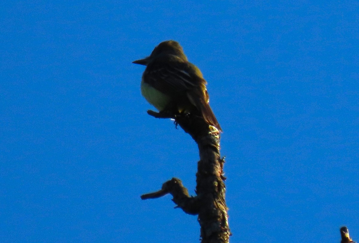 Great Crested Flycatcher - ML620269640