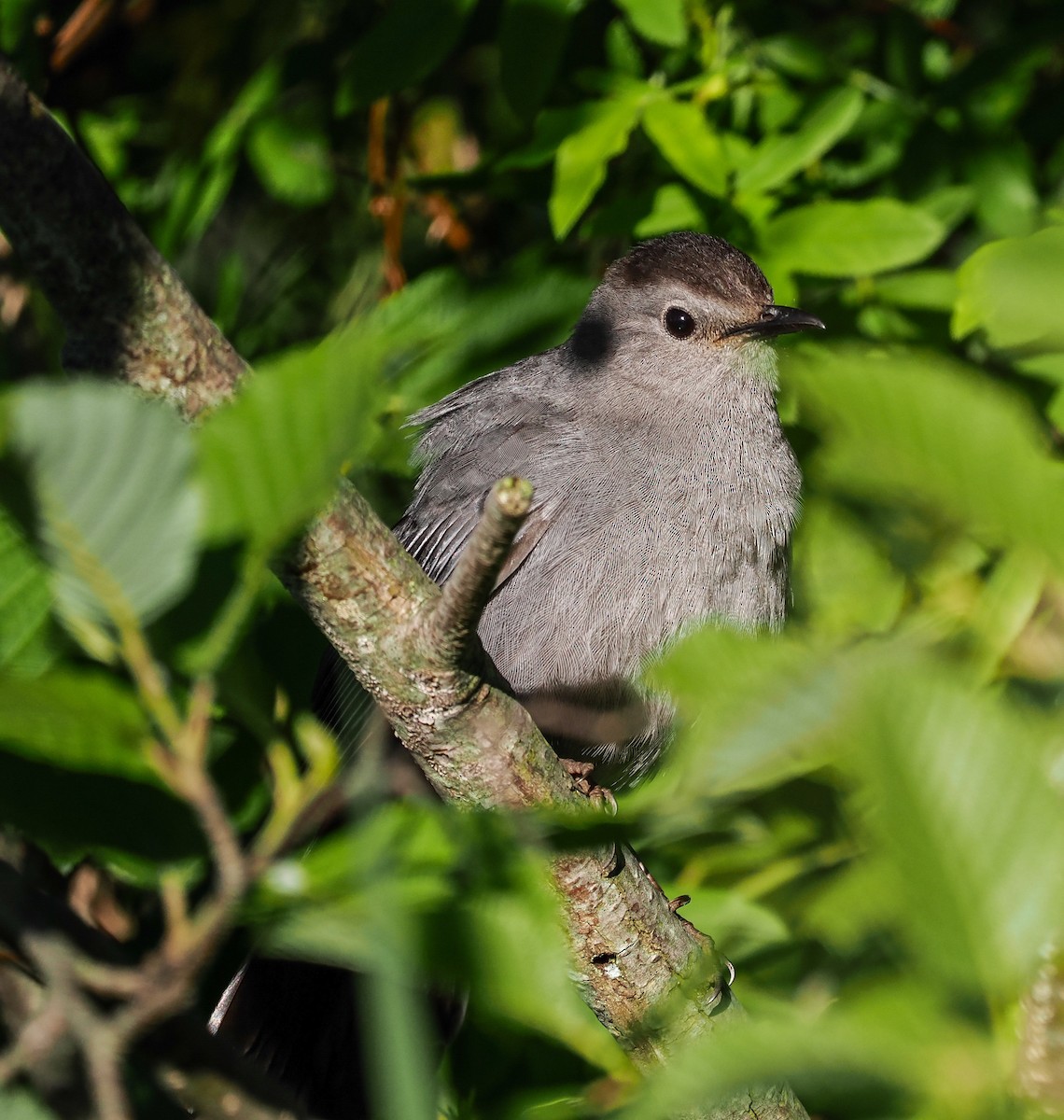 Gray Catbird - ML620269644