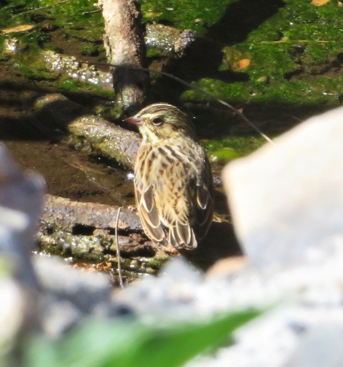 Savannah Sparrow - ML620269646