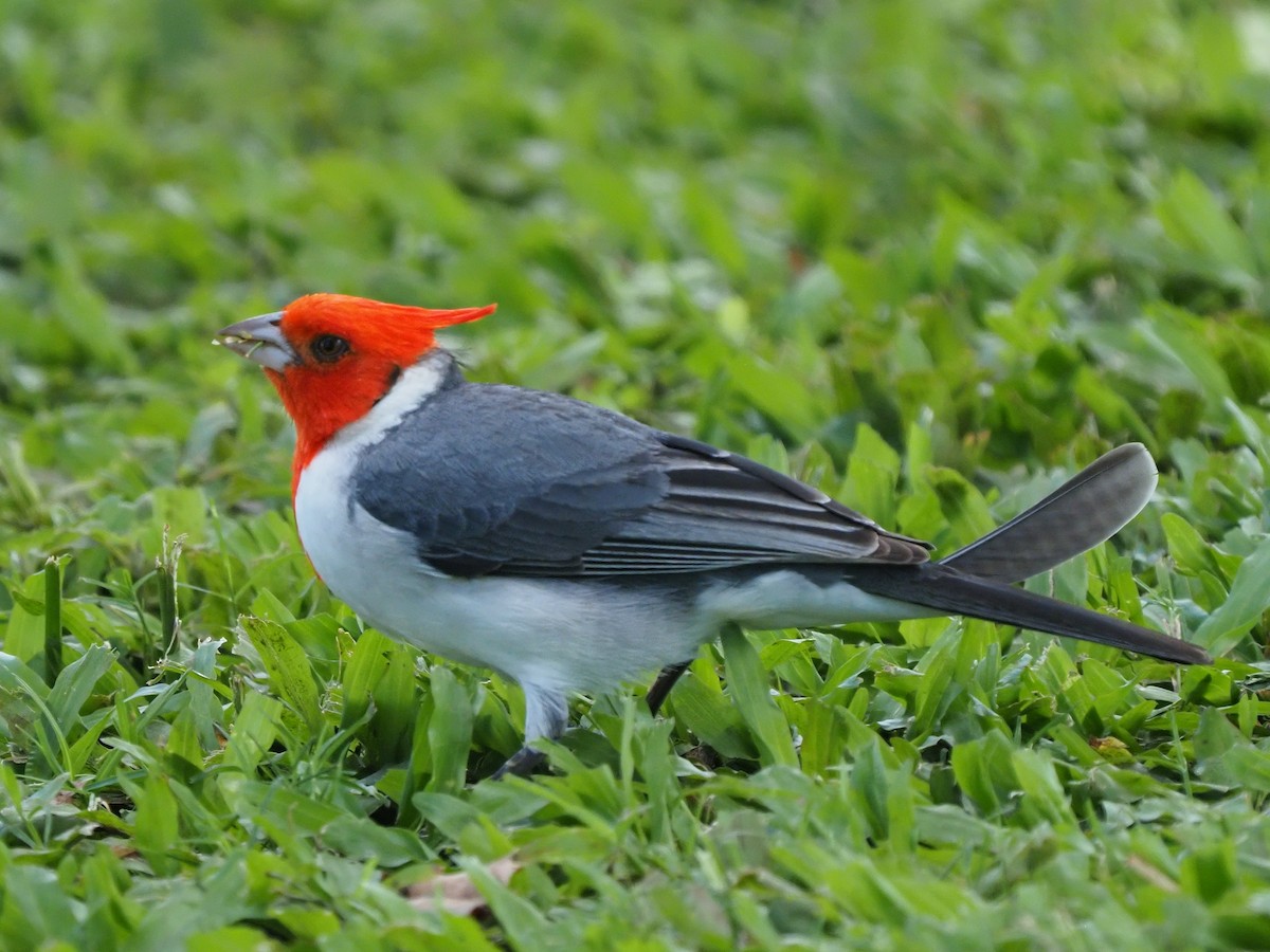Red-crested Cardinal - ML620269650