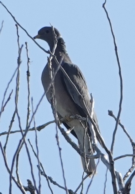 Band-tailed Pigeon - ML620269651
