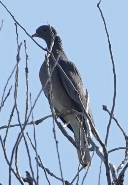 Pigeon à queue barrée - ML620269651