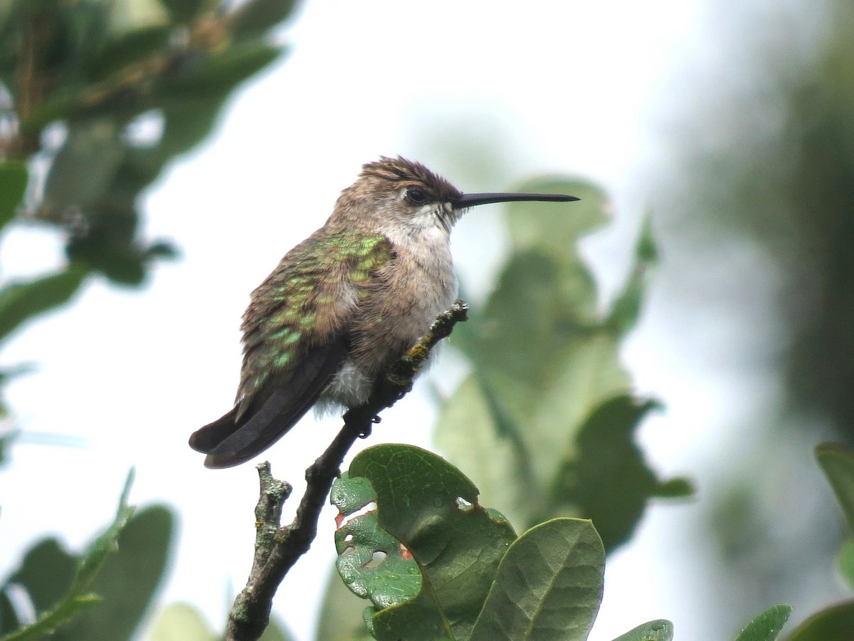 Colibri à gorge noire - ML620269652