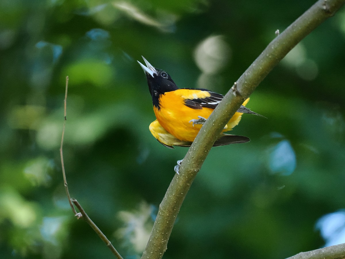 Oriole de Baltimore - ML620269657