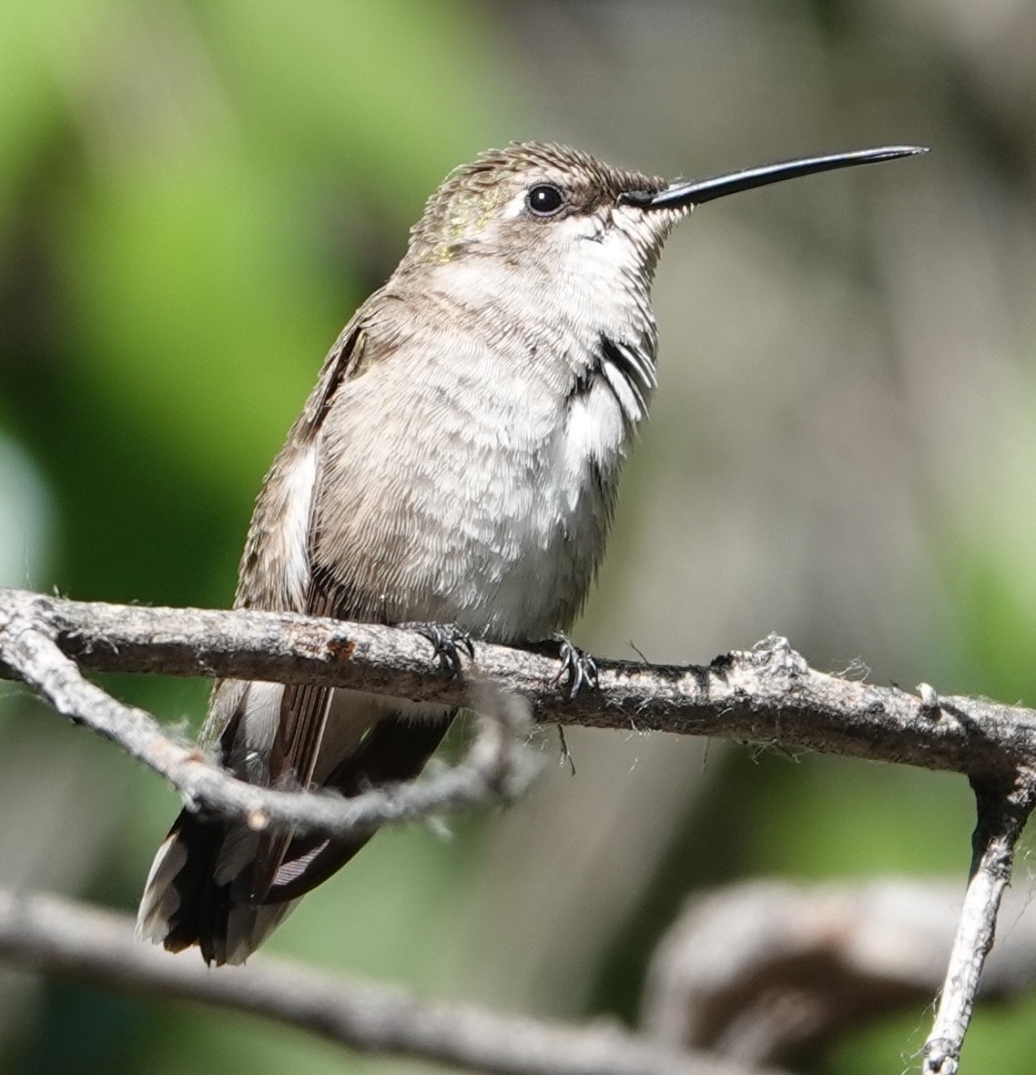 Black-chinned Hummingbird - David McDonald