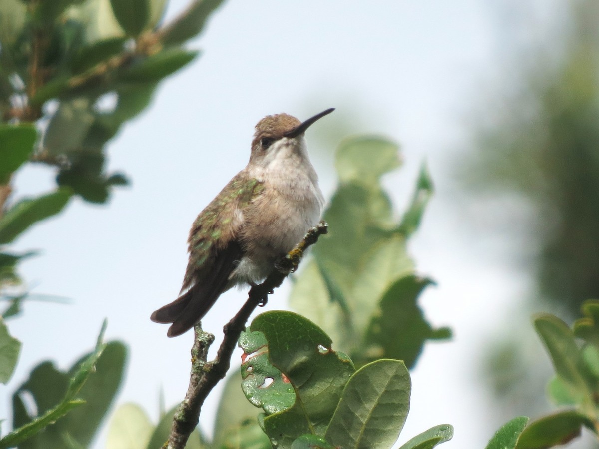 Colibri à gorge noire - ML620269660