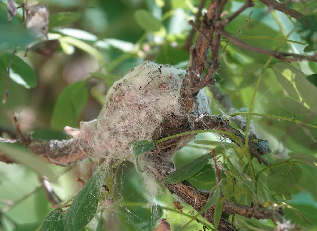 Black-chinned Hummingbird - ML620269661