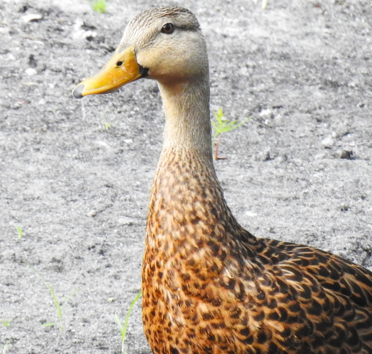 Mottled Duck (Florida) - ML620269664