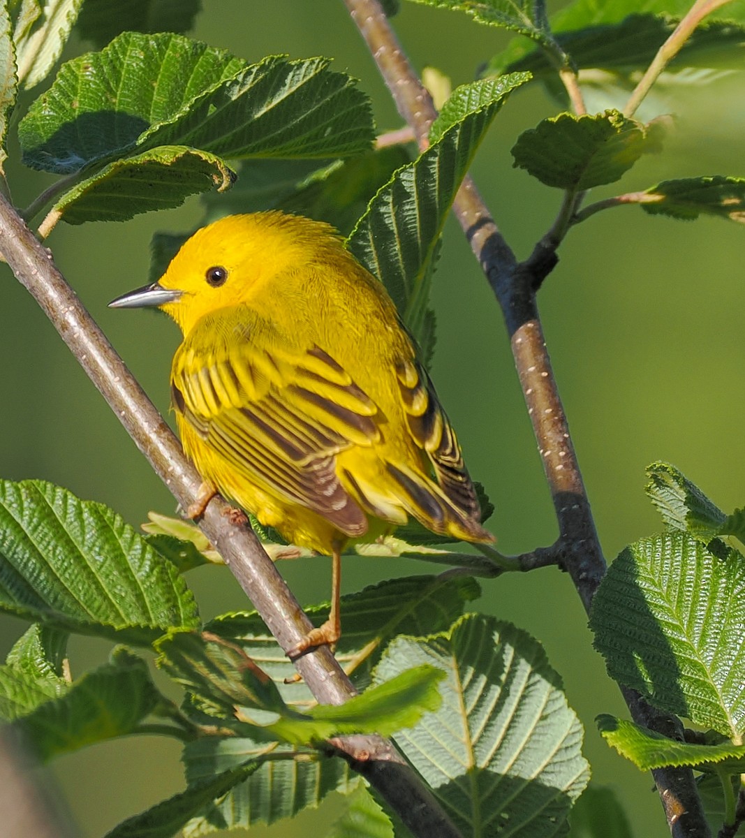 Paruline jaune - ML620269676