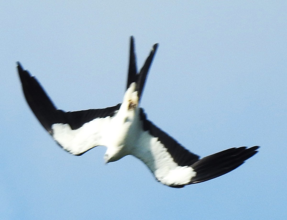 Swallow-tailed Kite - ML620269679