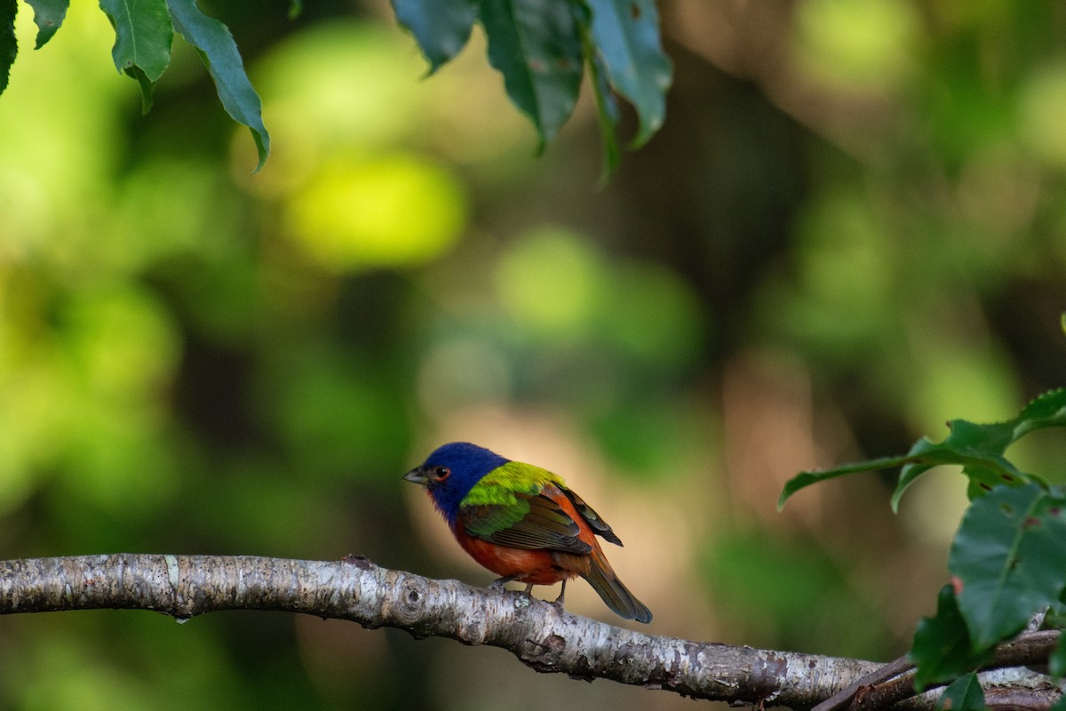 Painted Bunting - ML620269683