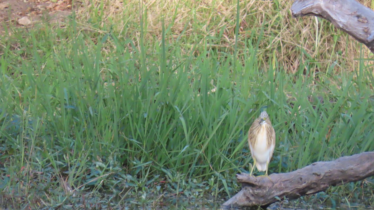 Squacco Heron - ML620269685