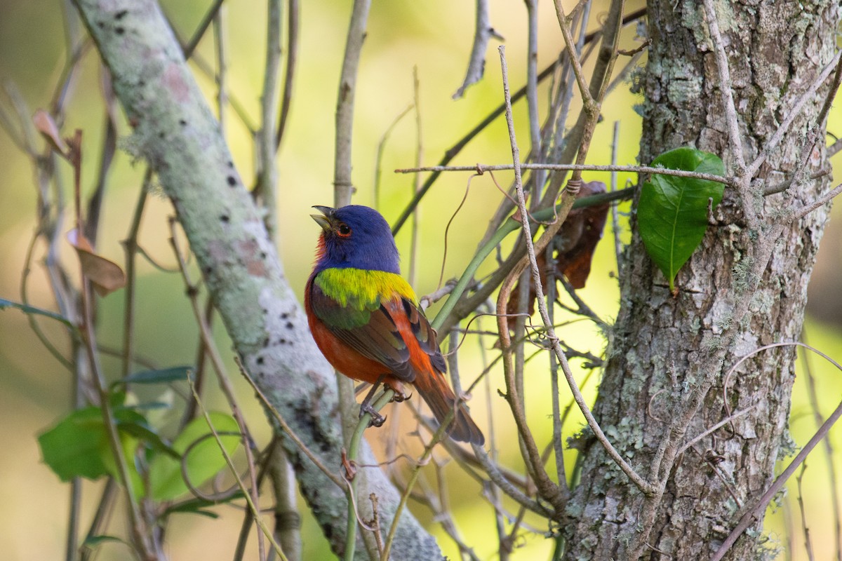 Painted Bunting - ML620269686