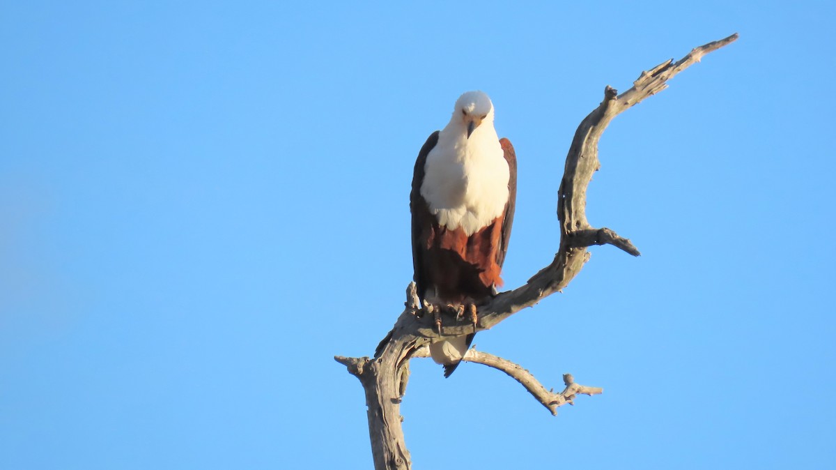 African Fish-Eagle - ML620269690