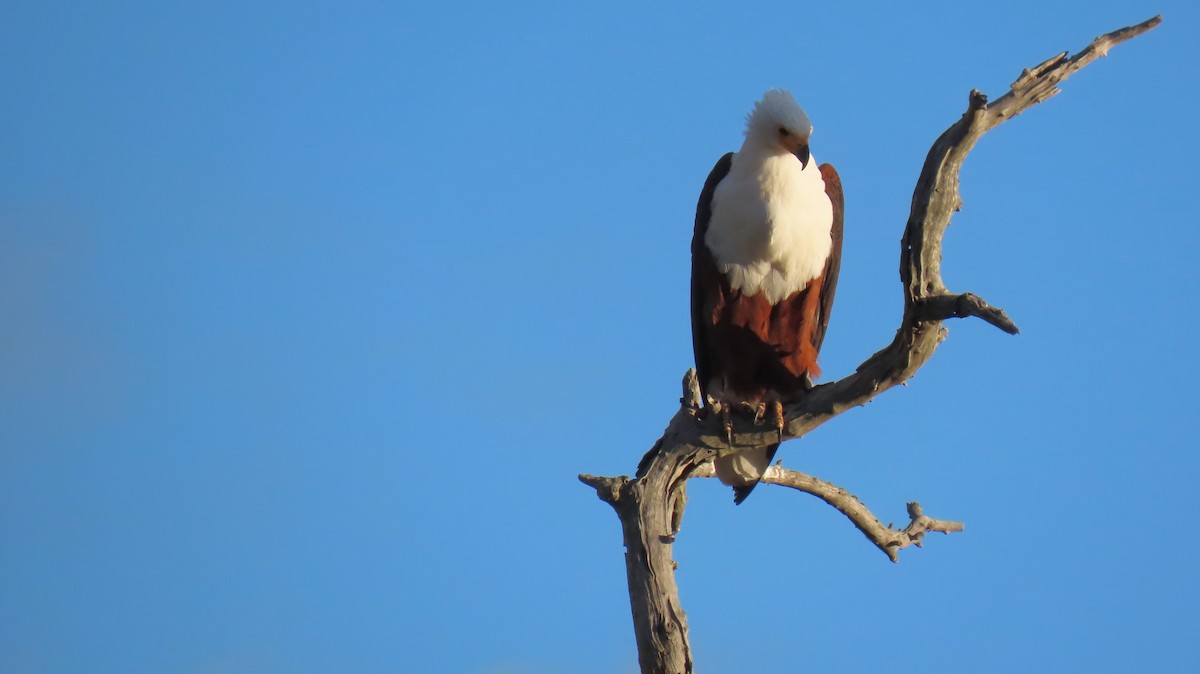 African Fish-Eagle - ML620269691