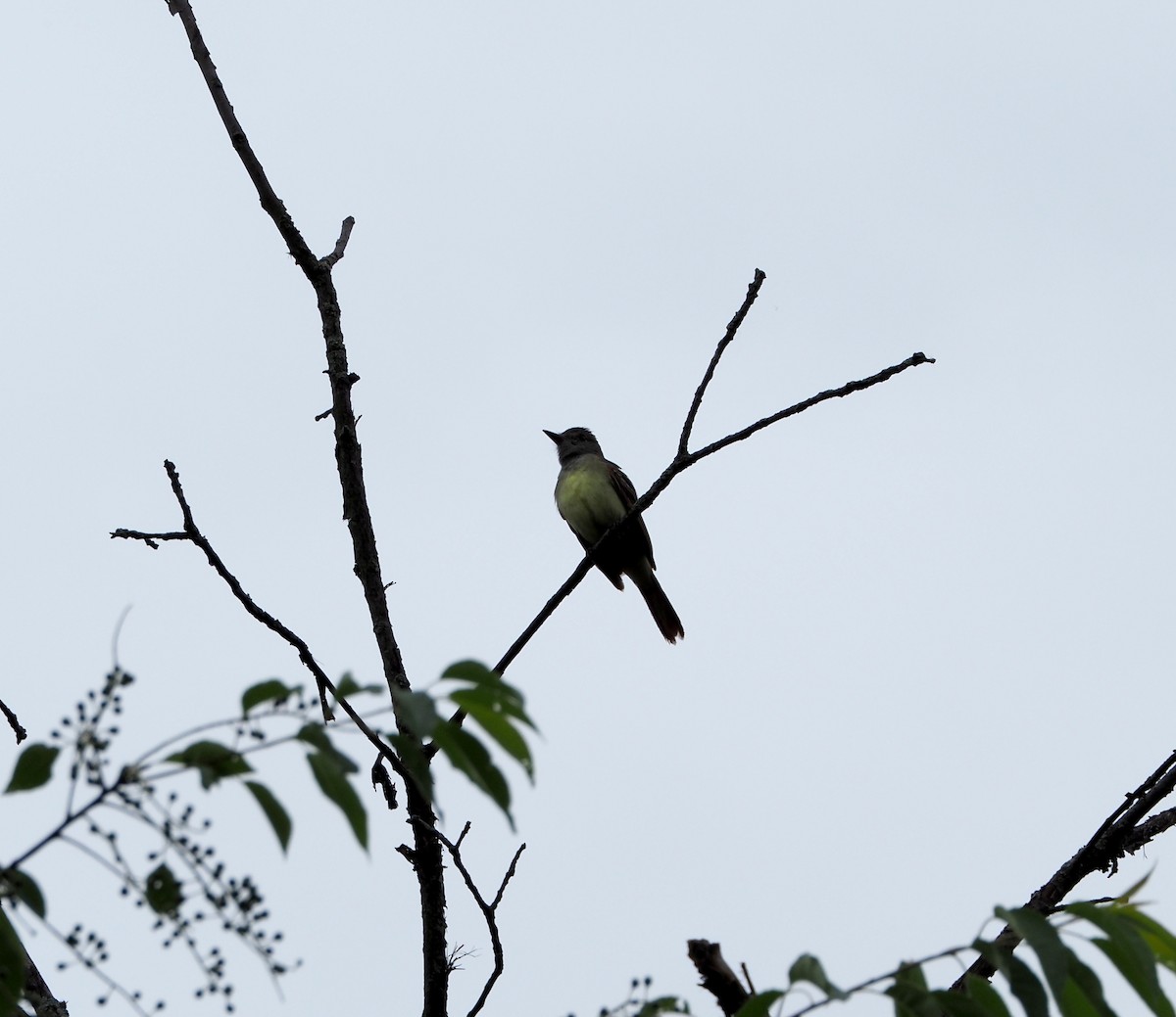 Great Crested Flycatcher - ML620269694