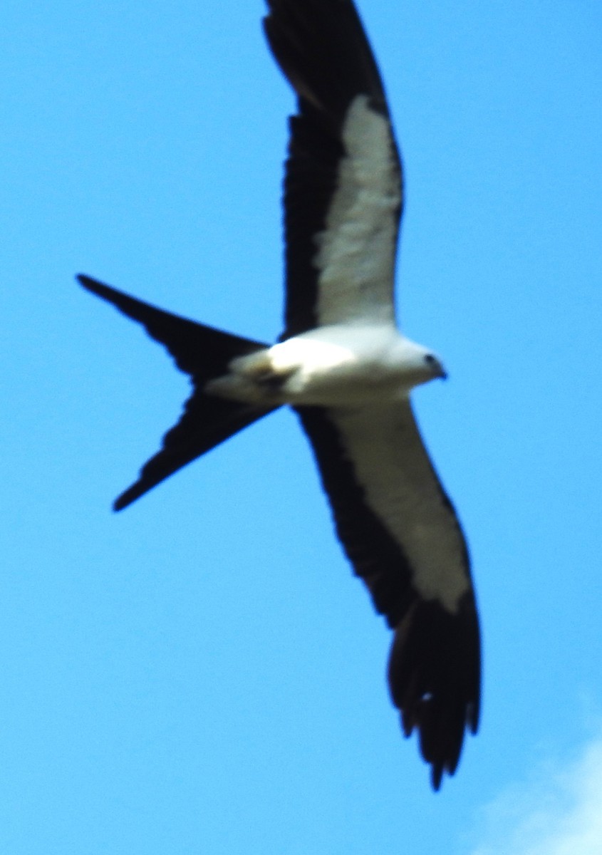 Swallow-tailed Kite - ML620269699