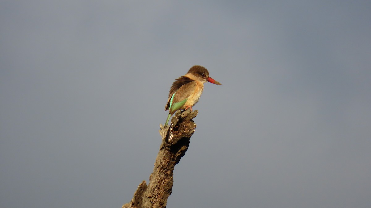 Brown-hooded Kingfisher - ML620269701