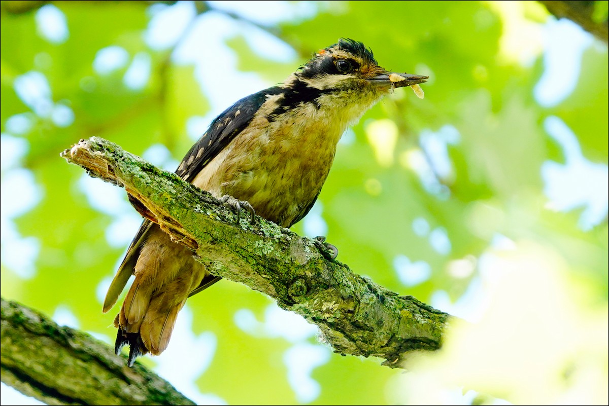 Hairy Woodpecker - Louise Courtemanche 🦅