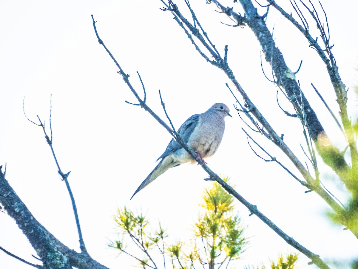 Mourning Dove - ML620269707