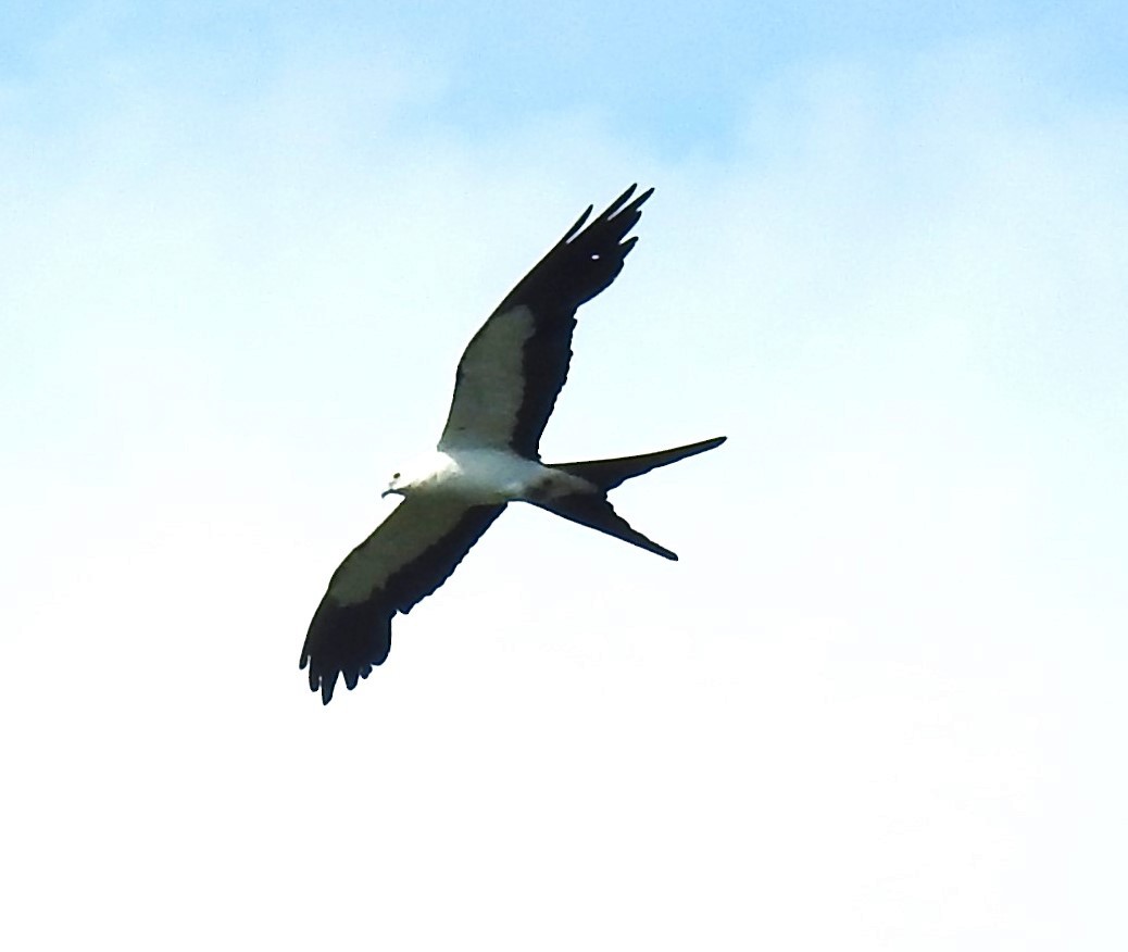 Swallow-tailed Kite - ML620269708