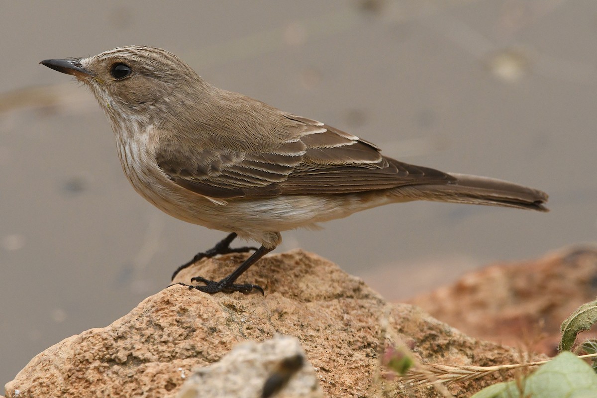 Spotted Flycatcher (Mediterranean) - ML620269712