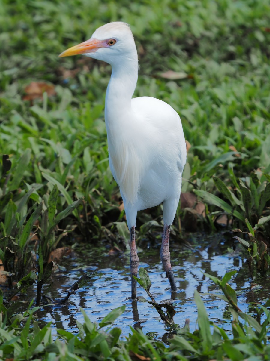 Чапля єгипетська (підвид ibis) - ML620269720