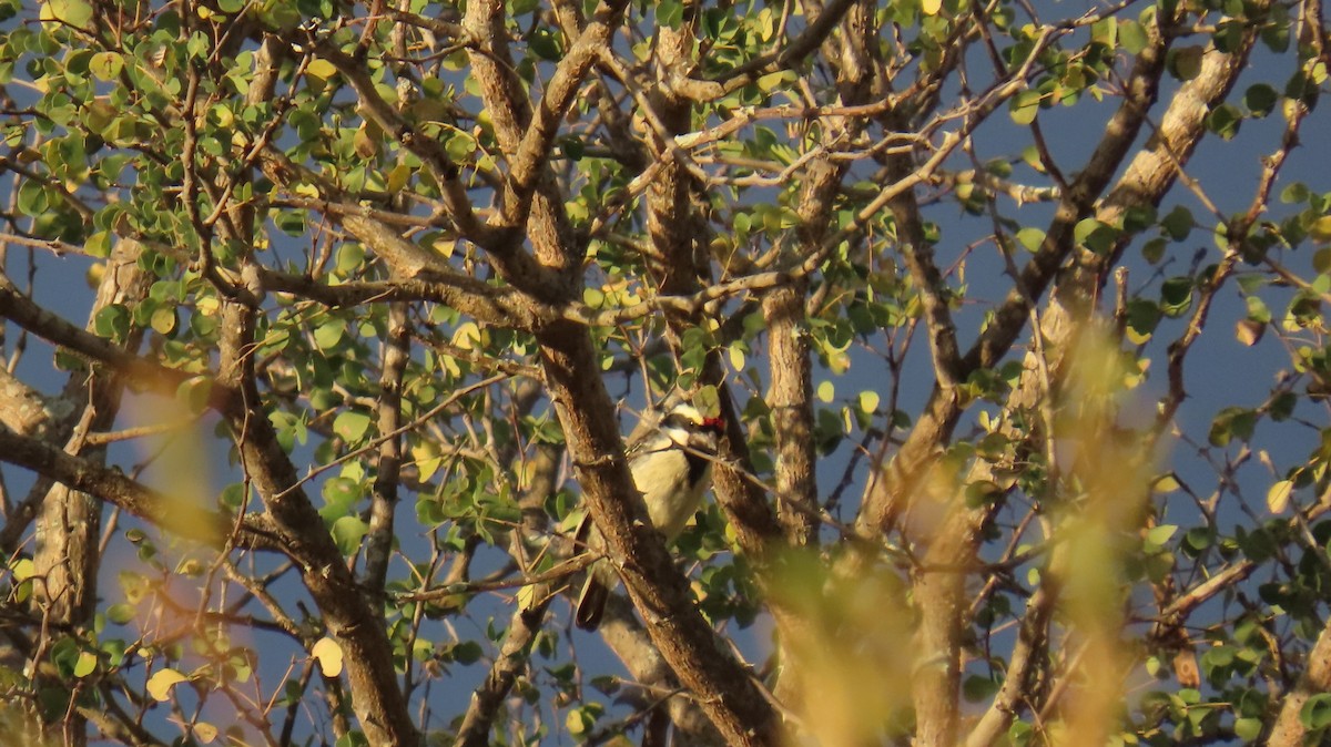 Pied Barbet - ML620269728