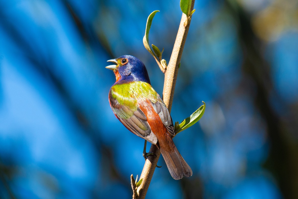 Painted Bunting - ML620269733