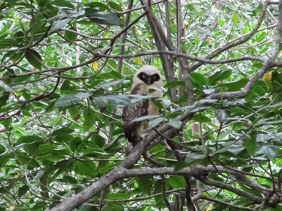 Spectacled Owl - ML620269737