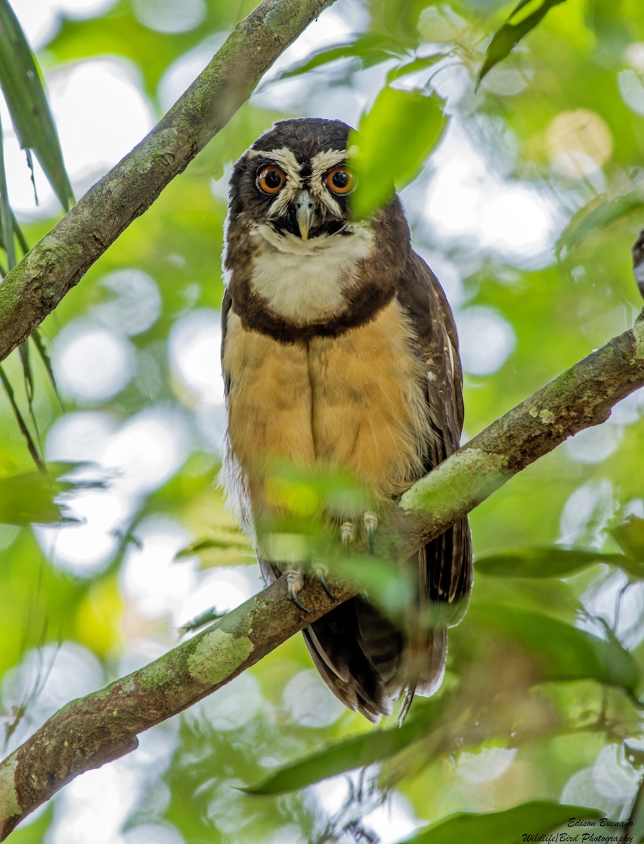 Spectacled Owl - ML620269752