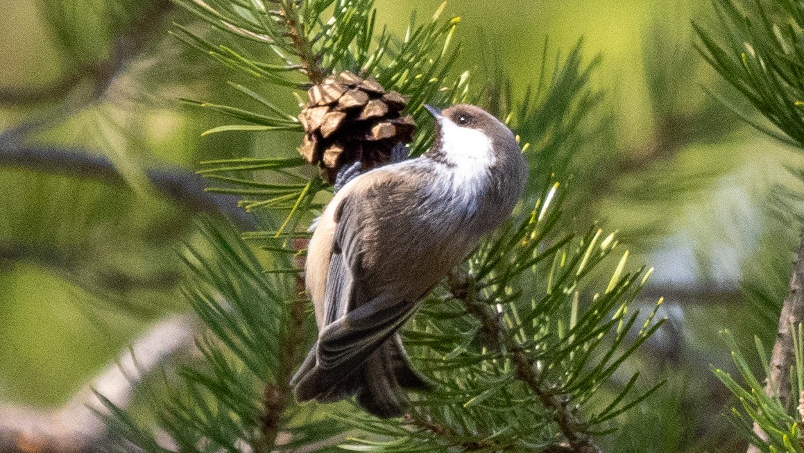 Gray-headed Chickadee - Steve McInnis