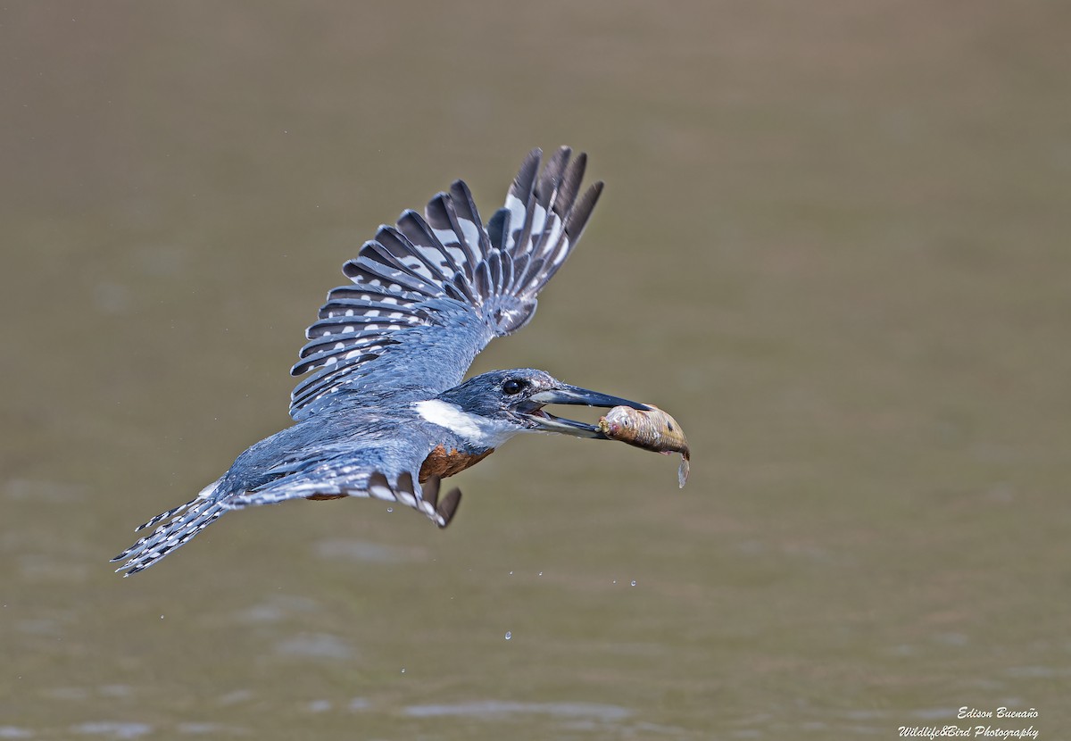 Ringed Kingfisher - ML620269765