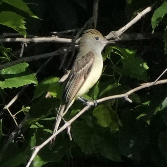 Great Crested Flycatcher - ML620269778