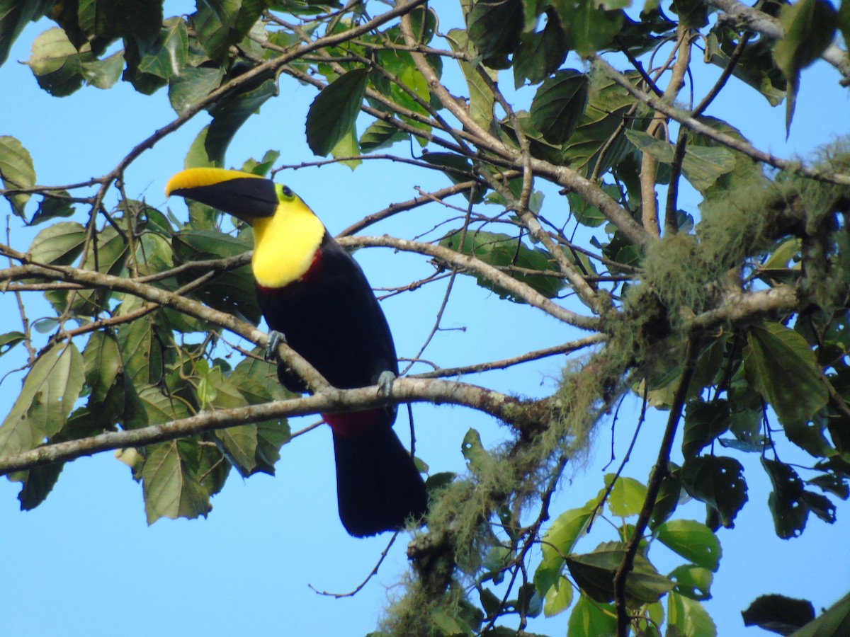 Yellow-throated Toucan - ML620269780