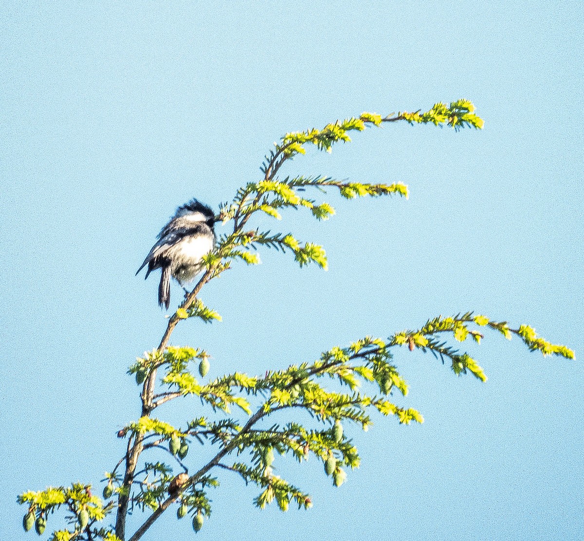 Black-capped Chickadee - ML620269783