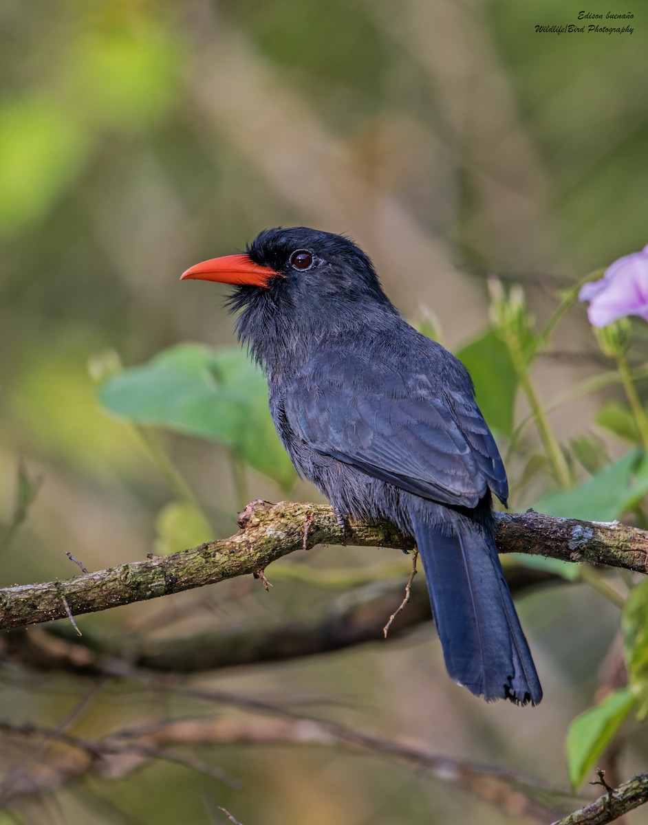 Black-fronted Nunbird - ML620269784