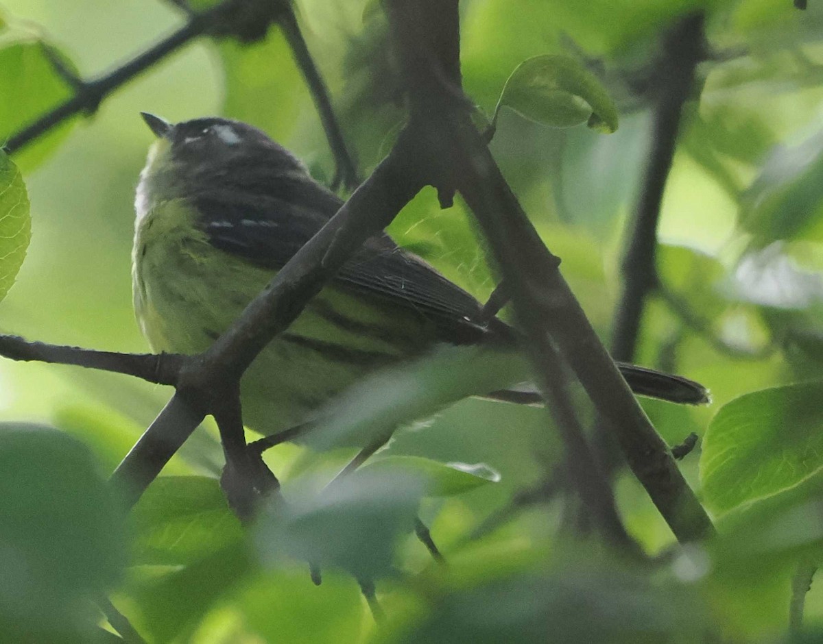 Magnolia Warbler - 𝓡aymond ℌ