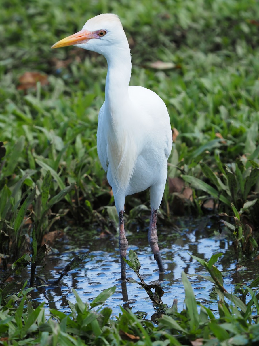 Western Cattle Egret - ML620269803