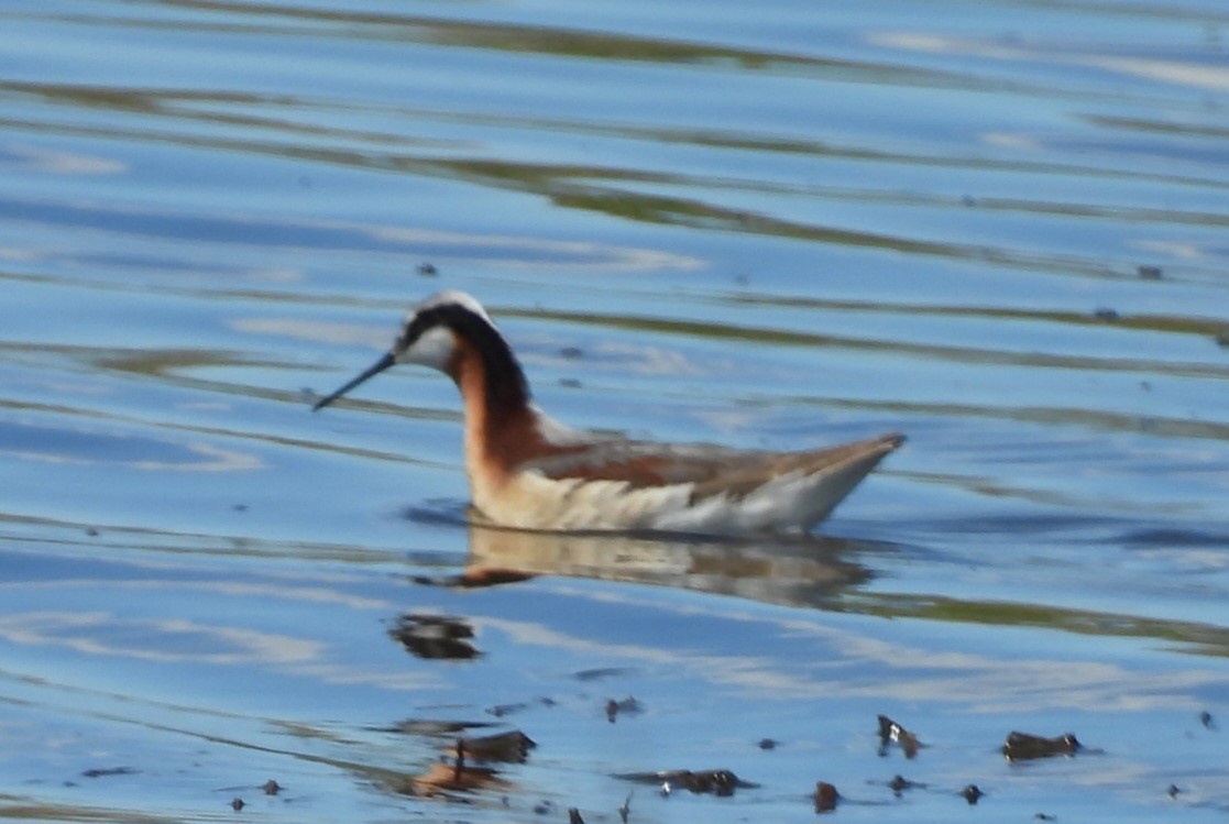 Wilson's Phalarope - ML620269807