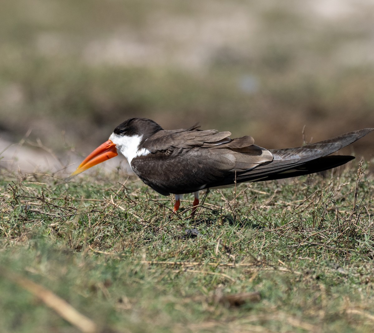 African Skimmer - ML620269810