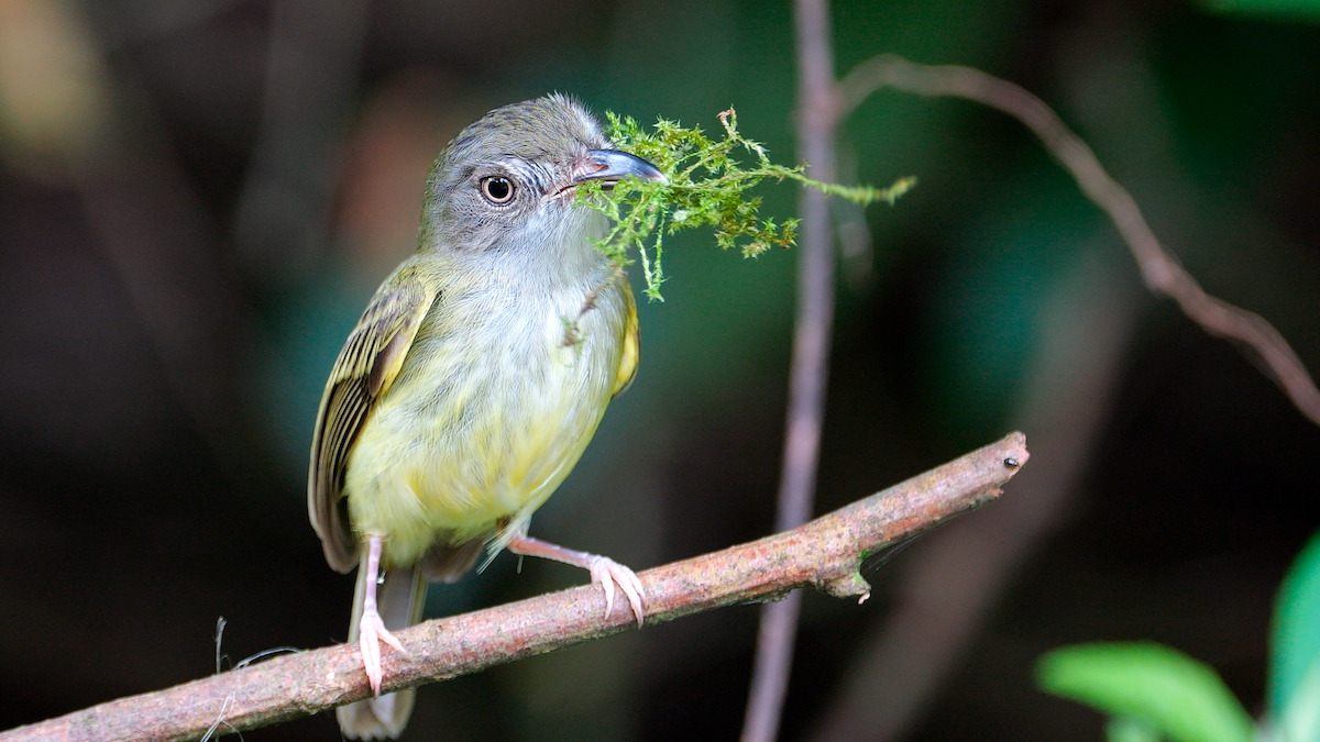 Northern Bentbill - ML620269811