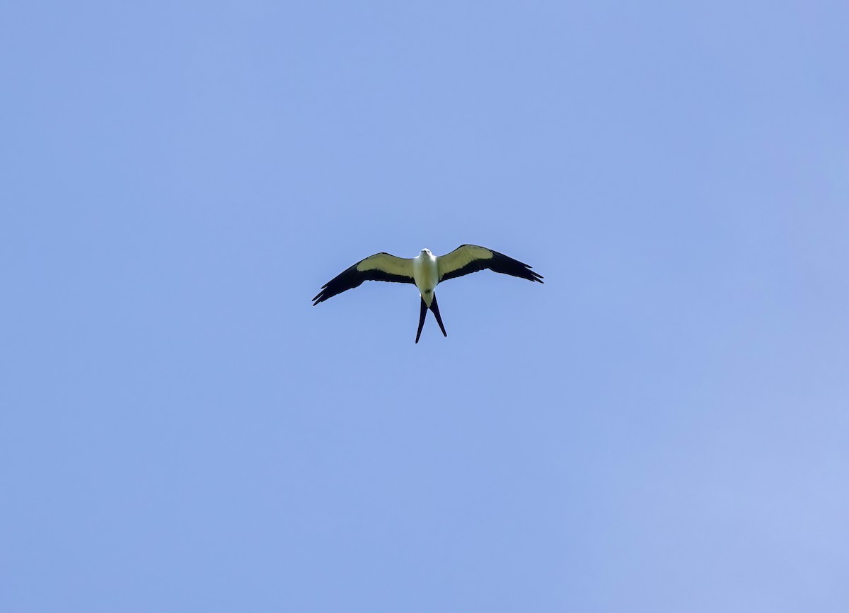 Swallow-tailed Kite - ML620269820