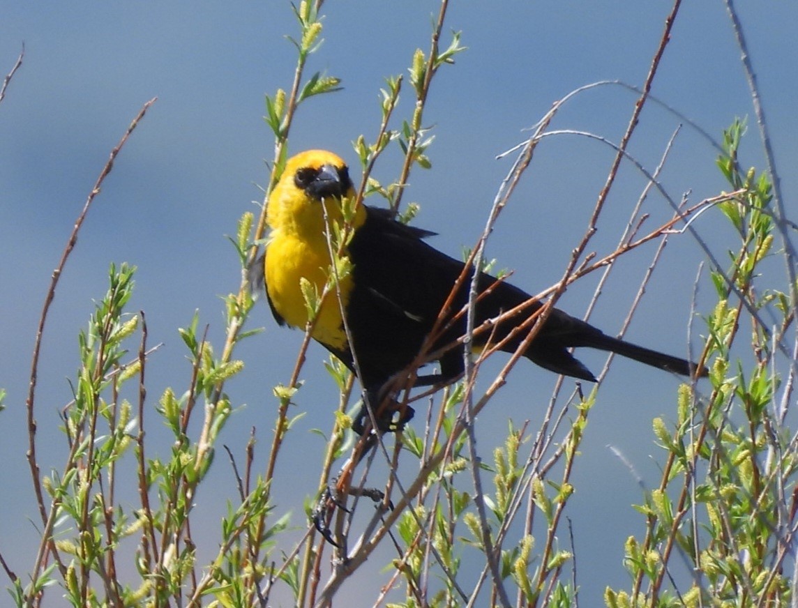 Yellow-headed Blackbird - ML620269821