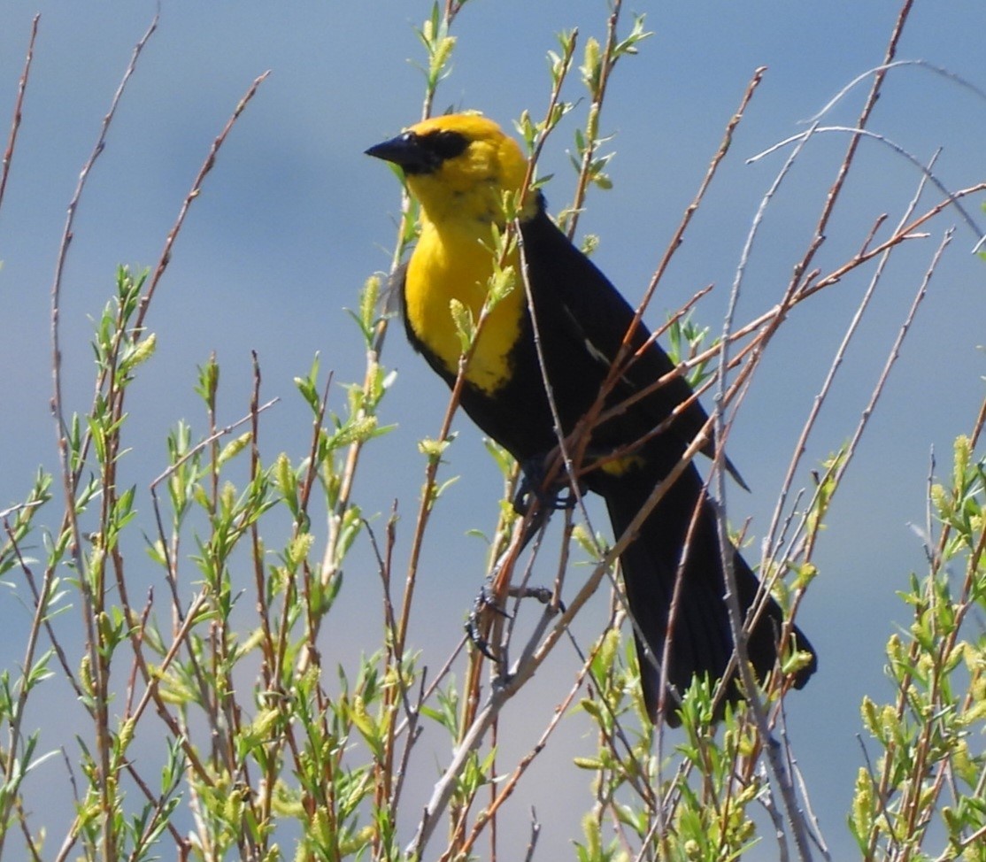 Yellow-headed Blackbird - ML620269824