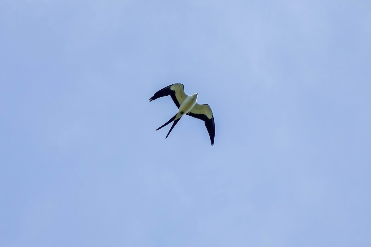 Swallow-tailed Kite - ML620269828