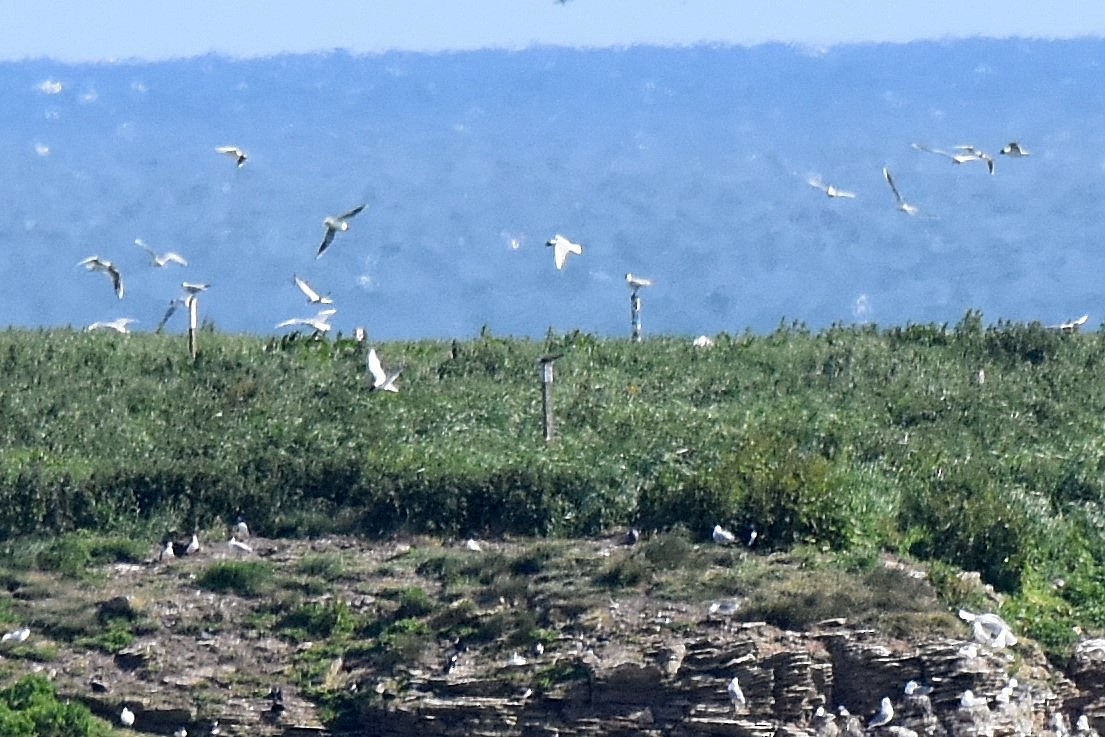 Bridled Tern - ML620269831