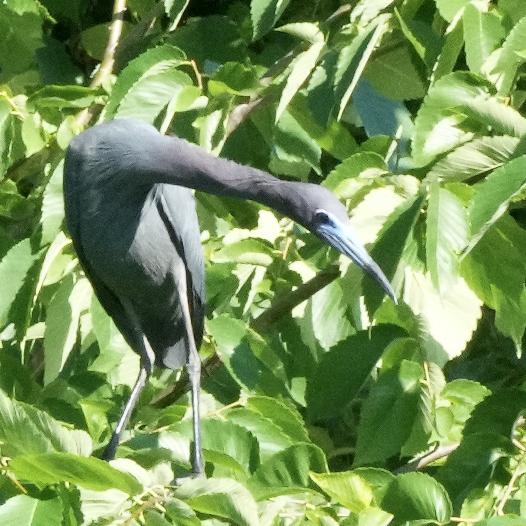 Little Blue Heron - ML620269835